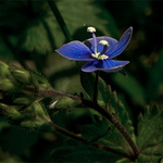 samotná v poli zeleném