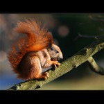 Veveřák s vlašákem