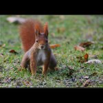 Gorilák ocasníkovitý