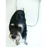 každý má rad svého pejska