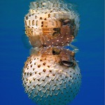 ježík II-zrcadlení