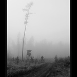 ...toulky lesem II...