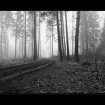 ...toulky lesem III...