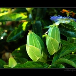 ...passion-fruit...