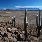 Echinopsis atacamensis