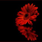 květ a pár kapek.. :)