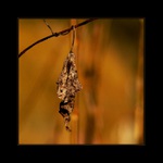 *ve slunečním světle*