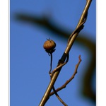 *dáma v modrém (obětí)*