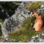 Kamzík ležící, nespící