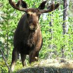 Tady vládnu jááá...