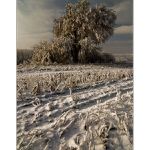 Posledné lúče slnka VI