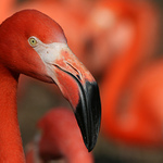 pipip ... jsem dlouhonohe a velkozobakove pipatko