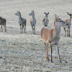 pěkně do řady a jedem holky