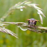 Trpělivé čekání