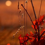 Podvečerní hladění