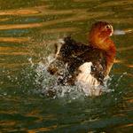 Podvečerní koupání