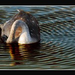 Večerní kloktání.......