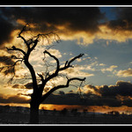 Gerontologická.......