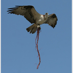 ...orlovec jerabnikem...a stavitelem zaroven...