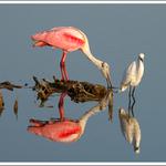 ...Timur bez party...aby Nousek nekecal...