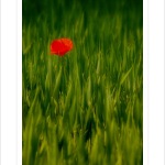 *** Taková maková ***