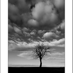 Návraty ke stromům - stará hruška