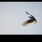 ... Oda pro kridla ...