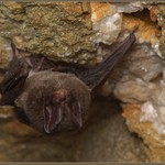 Netopýr černý (Barbastella barbastellus)