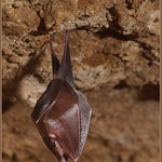 Zimující vrápenec malý (Rhinolophus hipposideros)