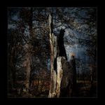 Vzpomínky starého kmene.