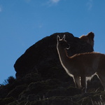 Lama huanaco