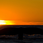 Sunset tail