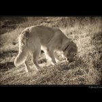 první chvíle s Ralfem