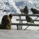 U nas vrana, na NZ papousek..