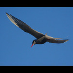 Rybák dlouhoocasý II.