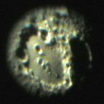 Clavius