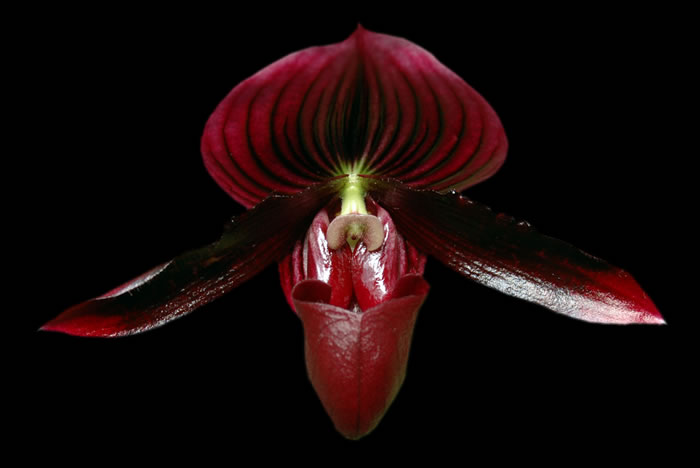 orchidej