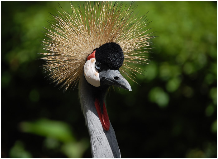Jeřáb královský (Balearica regulorum)