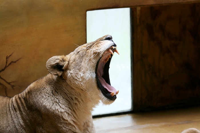 nuda v zoo