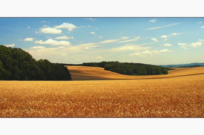 Letní sklizeň