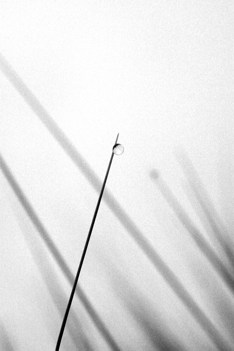 travní minimalismus