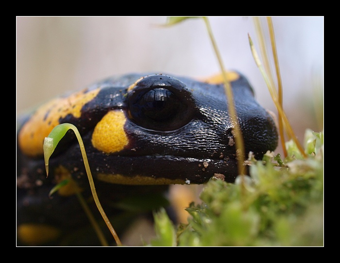 Salamander