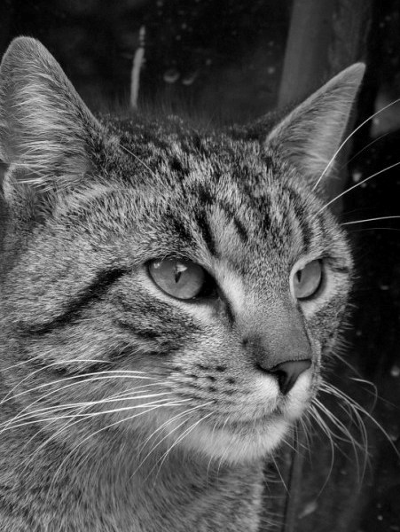 filip
