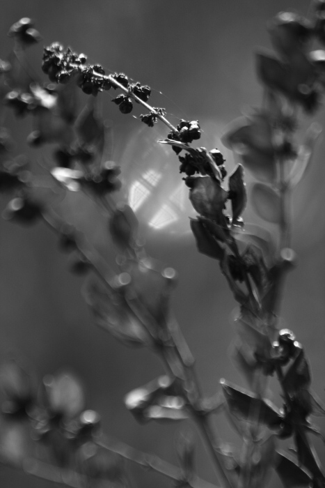 flora