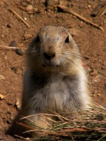 Už zase svišťíme...