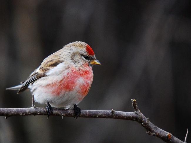 Čečetka zimní v jarním peří