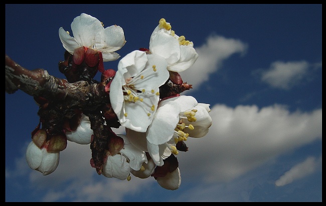 Jar vnašej záhrde!