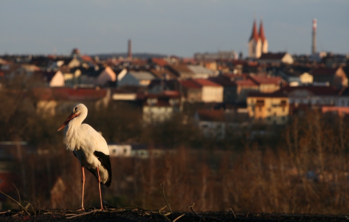 Strážce Plzně