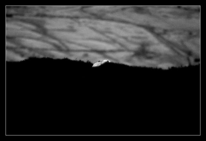 Some grouse moors