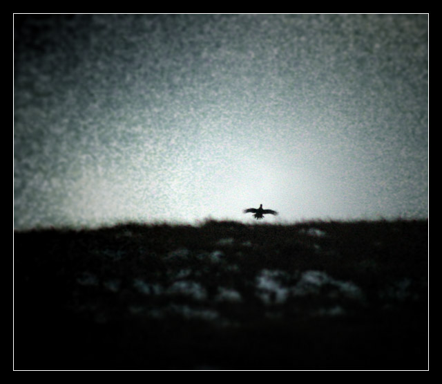 Some Grouse Moors